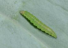 A tiny, green caterpillar rests on a leaf.