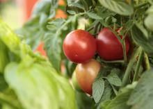 Three red tomatoes emerge from a wall of green foliage.