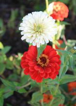 A single white flower and a red flower are pictured above a green background.
