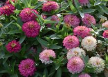 Flowers ranging from almost white to purple seem to bloom on the same green plant.