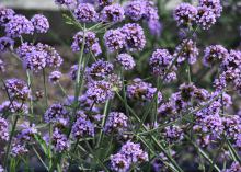 Dozens of round-shaped, purple flower clusters are suspended on slender stems.