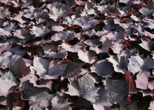 A sea of red-tinged black leaves fills the frame.