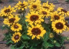 A cluster of yellow blooms with dark centers cover a small plant.