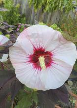 A huge, white bloom has a red center and burgundy foliage.