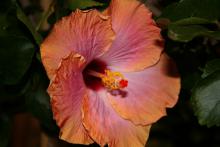 A large, multicolored-orange flower blooms wide open against dark-green leaves.