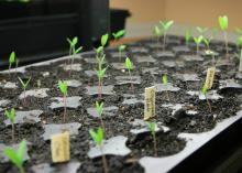 A black tray of soil holds tiny sprouts rising on slender stems.