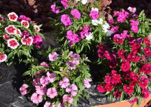 Four plants grow in a container and display red, purple and multicolored blooms.