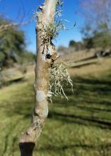 -- A small tree trunk has clumps of hairy growth protruding from the side.