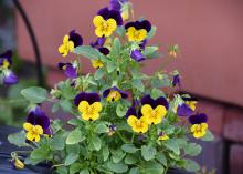 Flowers with deep-purple petals on top and yellow petals on the bottom cover a small plant.