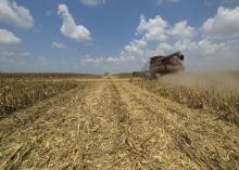 A red combine harvests dried corn in a dusty field.