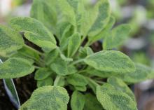 A small plant has soft, green leaves with light edges.