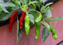 Narrow red and green peppers hang from a green plant.