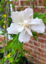 A single white bloom has several overlapping petals.