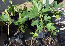 Small trees grow in black plastic pots.