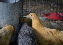 Chickens feed inside a fenced enclosure.