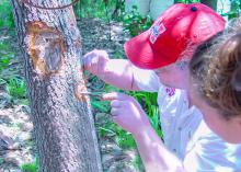 A man uses small tools to work on a tree.