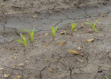 Five small corn plants emerged from rocky soil.