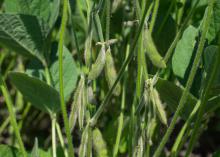 Soybeans in a field