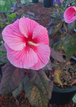 An open, pink bloom and a bud grow on dark foliage.