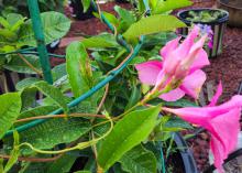 A small, brown vine wraps around a plant structure.