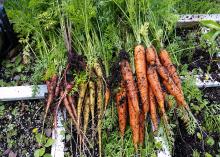 Dirt covers three colors of freshly picked carrots.