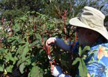 A man prunes a tall bush.