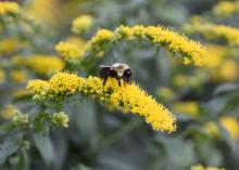 A bee crawls on a yellow bloom.