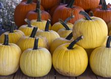 Rows of yellow pumpkins and orange pumpkins.