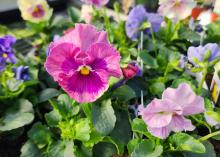 Pastel flowers bloom on green foliage