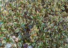 Green leaves have white and gold variegated color.