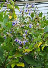 Delicate, purple flowers bloom on a shrub.