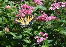 A butterfly rests among clusters of tiny pink flowers.