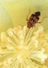 A brown insect is inside an open plant bloom.