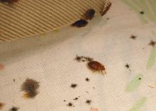 Close-up of four small bugs and the stains they leave.