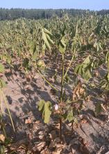 Cotton plants have wilted leaves.