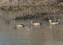 Three bright, colorful ducks in a pond.