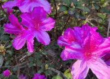 Large, pink flowers bloom on a bush.