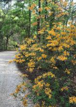 A bush has dozens of light-orange blooms.