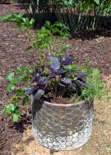 Green and purple herbs grow in a garden container.