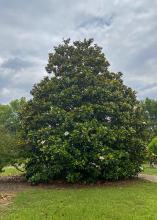 A tree with white flowers has branches to the ground.