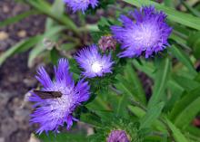 A moth sits on a purple flower.