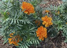 Round, orange flowers bloom on dark green foliage.