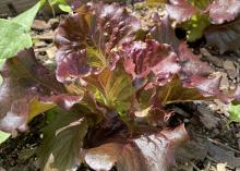 A Cherokee lettuce plant has reddish green leaves.