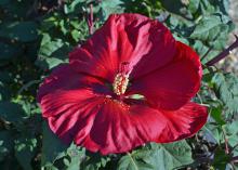 A large flower is solid red.