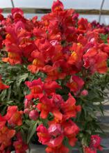 Reddish-orange blooms grown on green stems.