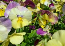 Three flowers have yellow, pink and purple colors.