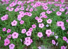 Dozens of bright pink flowers bloom on a mass of green.