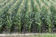 Rows of corn in a field.