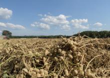 Harvested peanuts rest on the vine in the field after harvest.