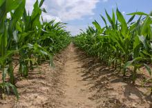 Rows of corn plants in a field.